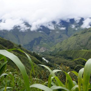 Cola de Mono Zipline Adventure Santa Teresa, Machu Picchu, Peru